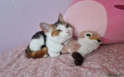 Domestic Shorthair cats for sale: Poppy and Rosie Rehoming.  - Image 3