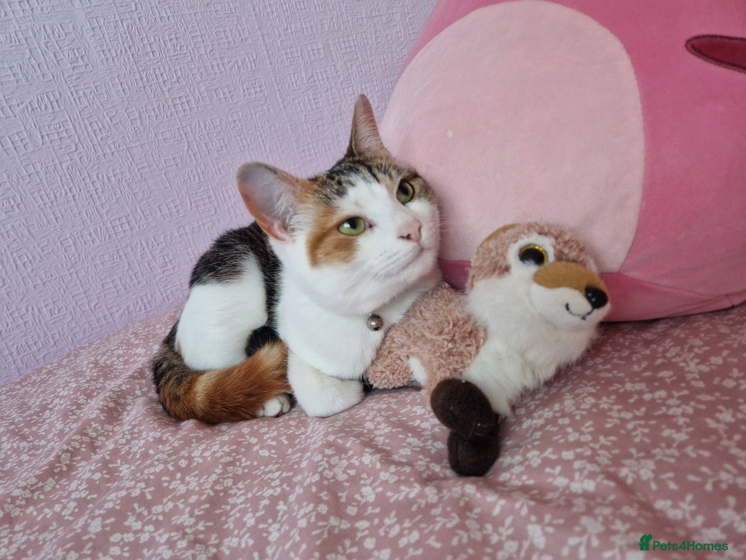 Domestic Shorthair cats for sale: Poppy and Rosie Rehoming.  - Image 3