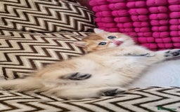 British Shorthair cats for sale: GOLDEN BRITISH SHORTHAIR KITTENS TICA  - Image 16