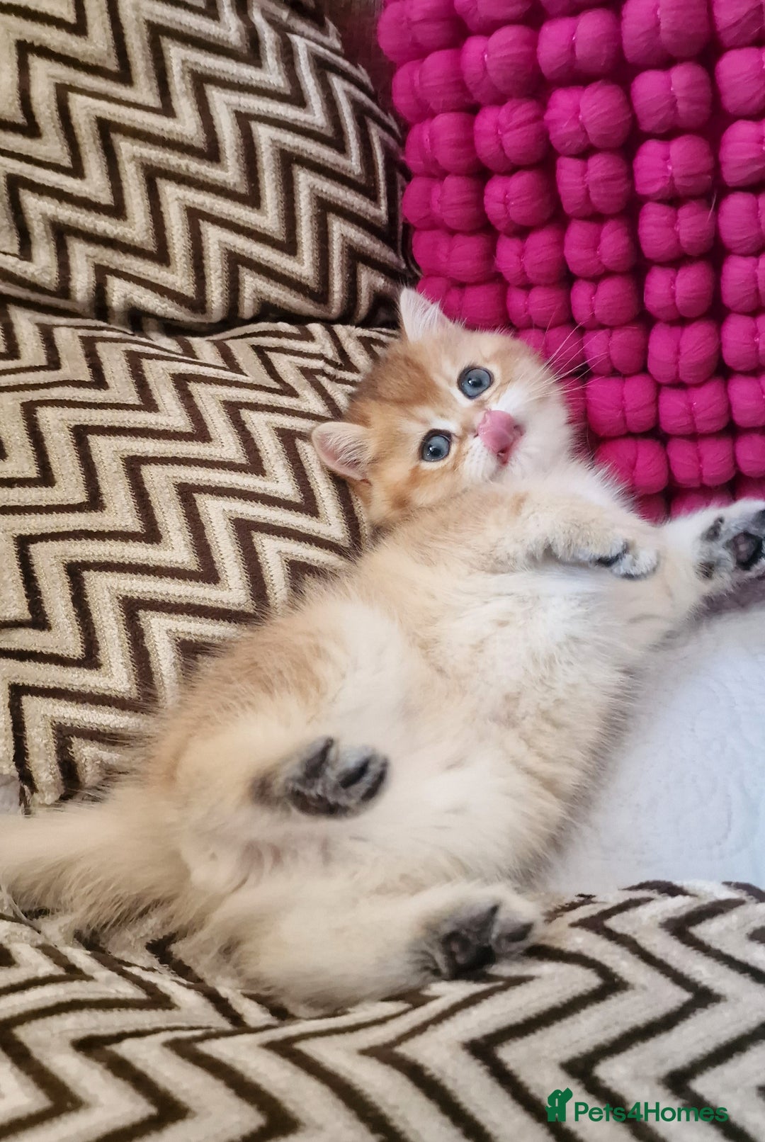 British Shorthair cats for sale: GOLDEN BRITISH SHORTHAIR KITTENS TICA  - Image 16