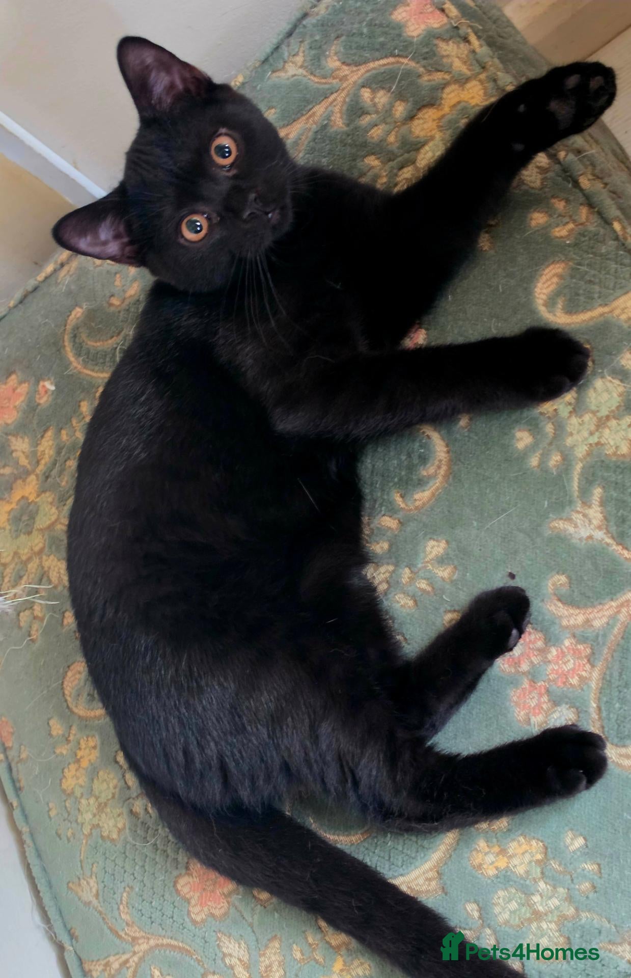 British Shorthair cats British shorthair kittens last BLACK BOYS - Advert 2
