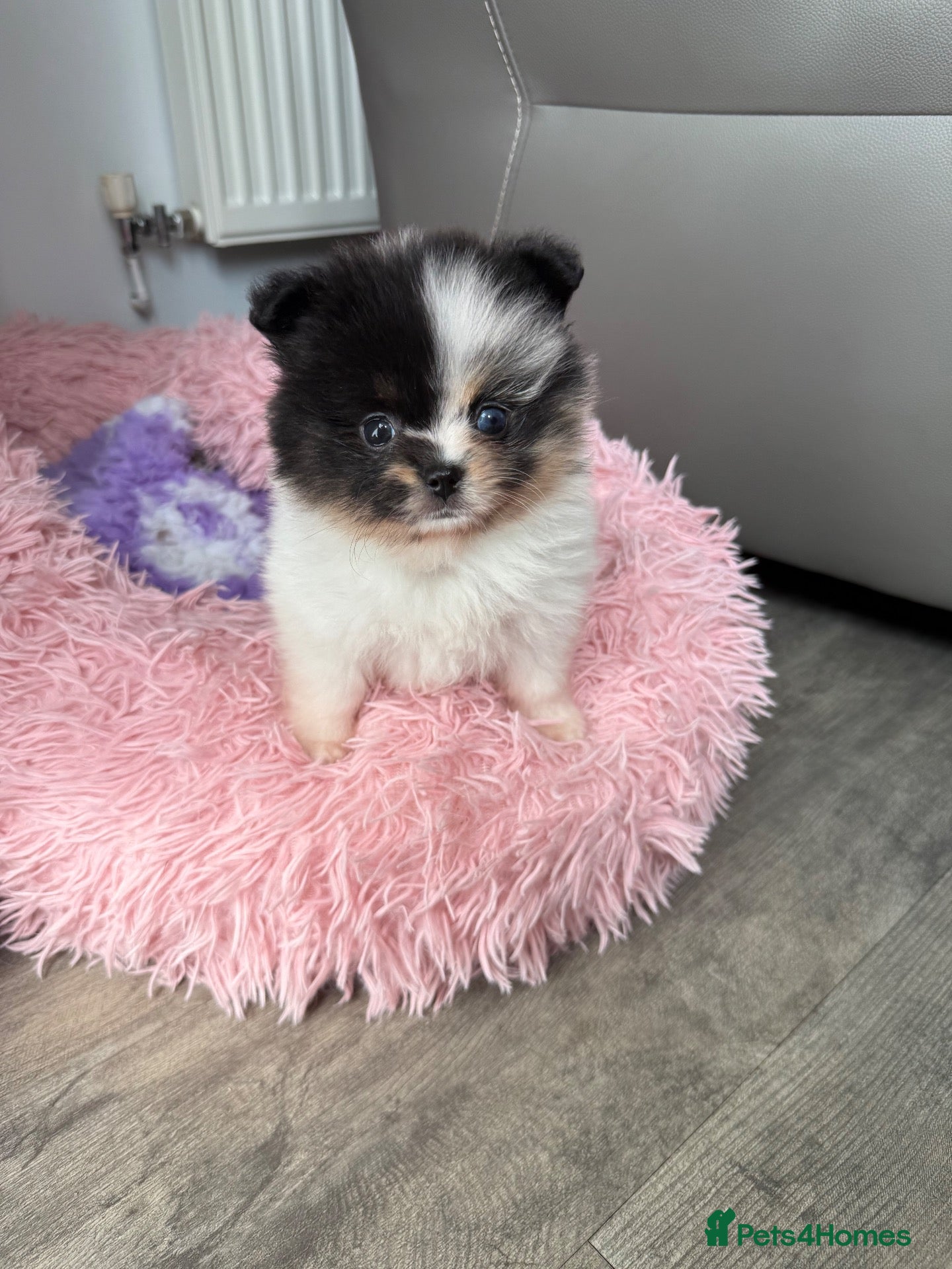 Pomeranian dogs Unique Parti tan Merle blue eye 💎🐼 - Advert 5