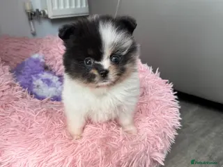 Pomeranian dogs Unique Parti tan Merle blue eye 💎🐼 - Advert 5