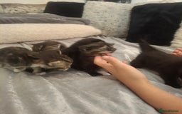 Mixed Breed cats for sale: Kittens for sale! - Advert 12