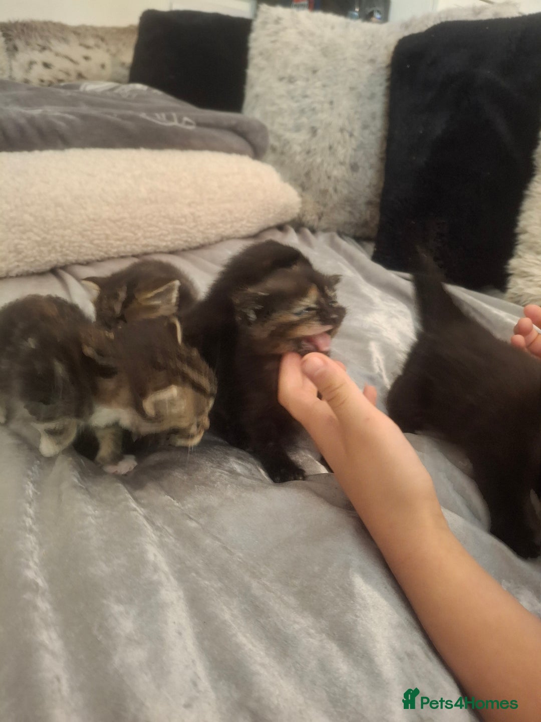 Mixed Breed cats for sale: Kittens for sale! - Advert 12
