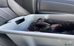 French Bulldog dogs for sale: READY NOW!!! Gorgeous Puppies - Image 34