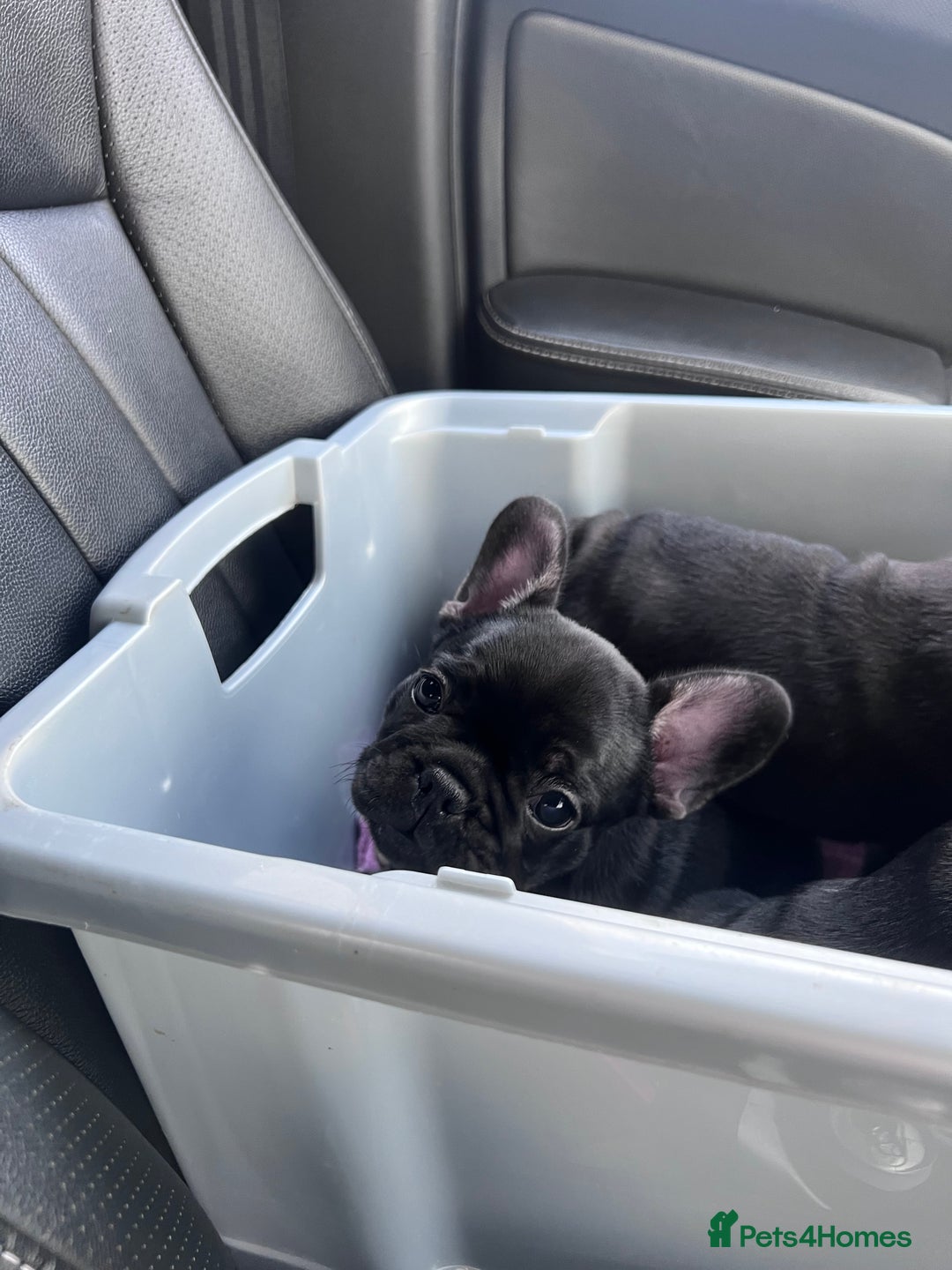 French Bulldog dogs for sale: READY NOW!!! Gorgeous Puppies - Image 34