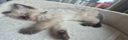 Ragdoll cats for sale: 4 beautiful ragdolls: gccf certified  - Advert 5