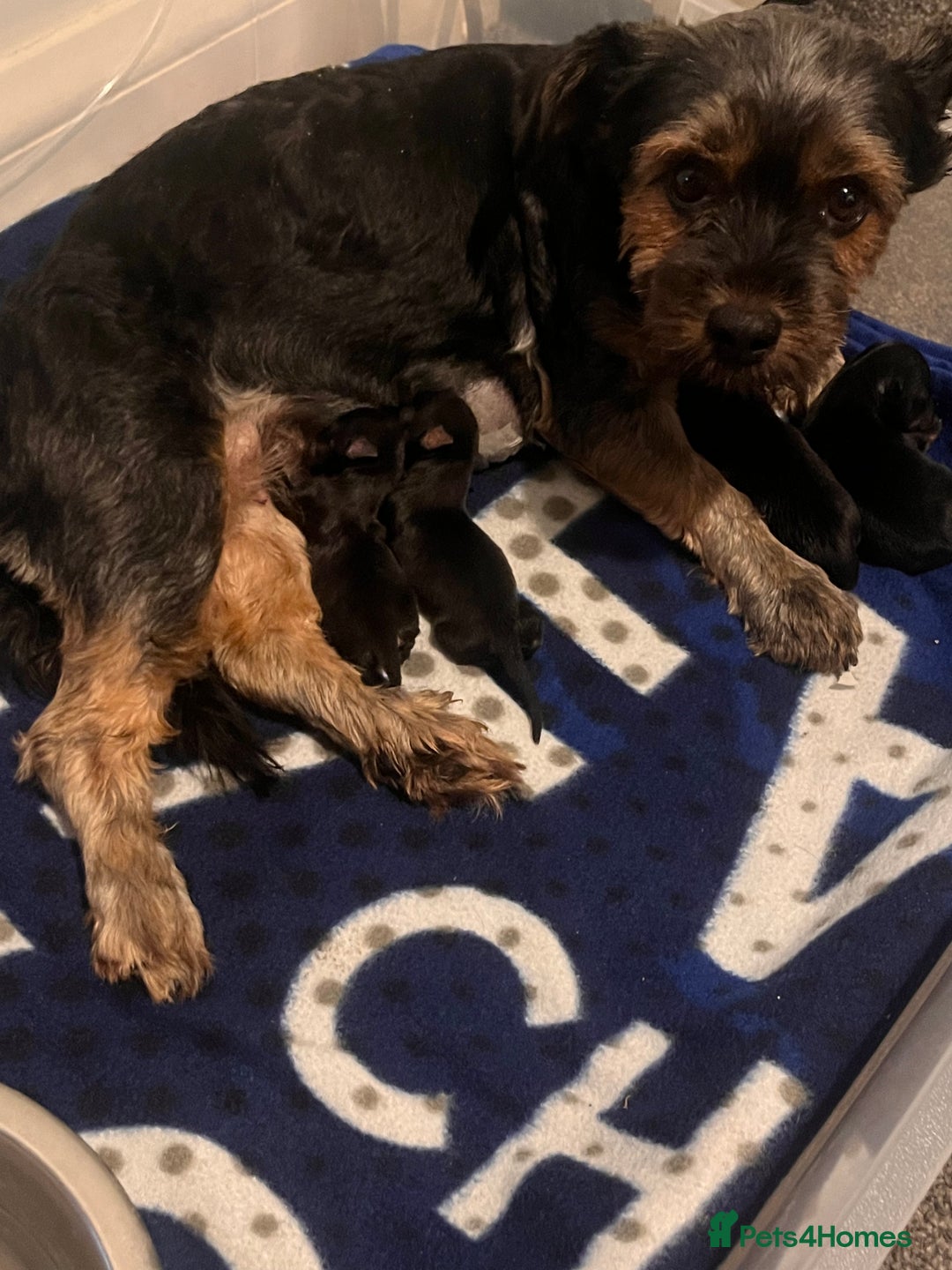 Mixed Breed dogs for sale: Yorkshire terrier x jack Russel  - Image 13