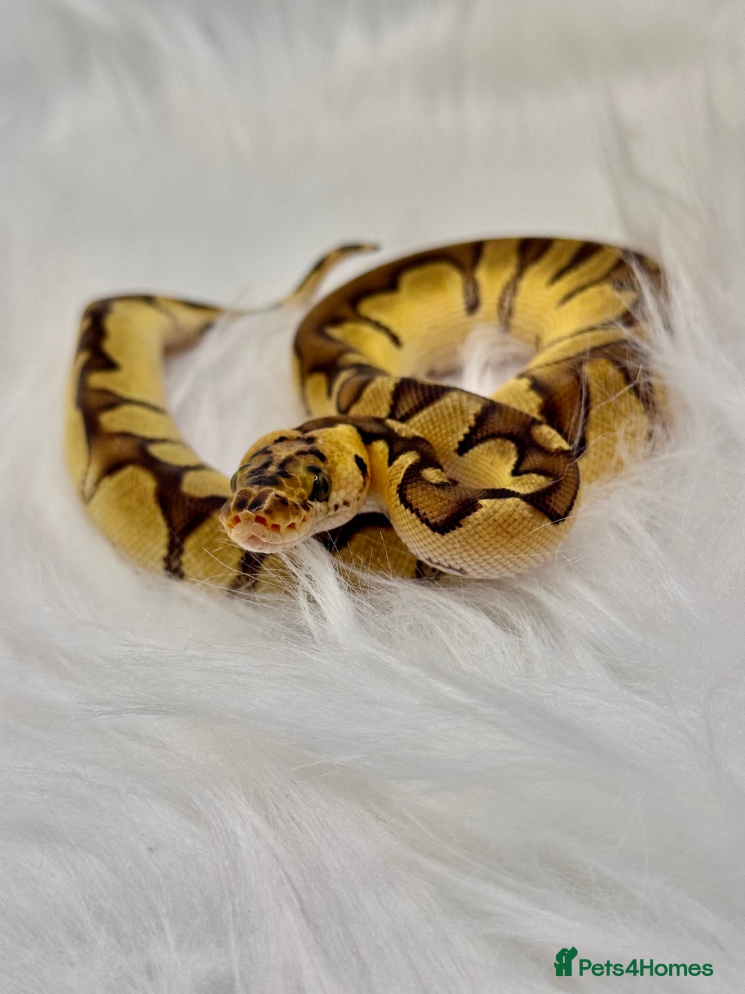 Python Snake reptiles for sale: Royal Ball Python & a Corn Snake - Advert 1