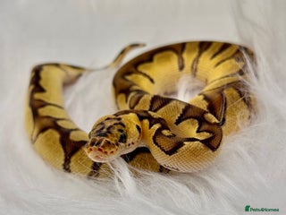 Python Snake reptiles Three Royal Ball Pythons - Advert 4