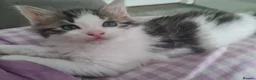 Mixed Breed cats for sale: Kittens - Advert 24