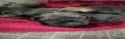 Border Terrier dogs for sale: 5 Border Terrier Puppies - Advert 4