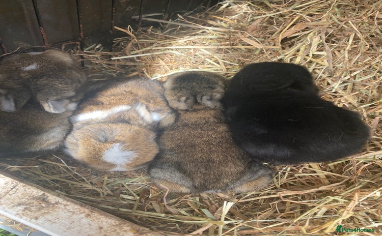 Mixed Breed rabbits - Advert 1