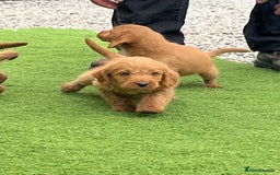 Labradoodle dogs for sale: Labradoodle  - Image 6