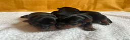 Yorkshire Terrier dogs for sale: Yorkshire Terrier 🐶 🐶 🐶 🐶 🐶  - Advert 17