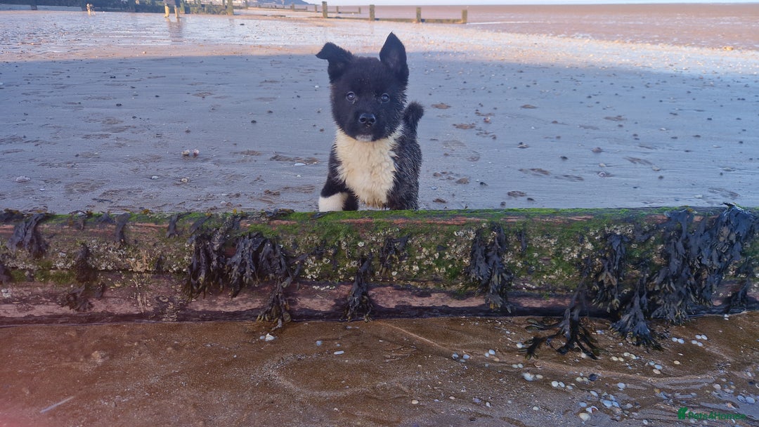 Akita dogs for sale: American akitas  - Advert 3