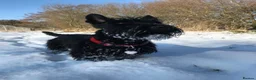 Scottish Terrier dogs for sale: Beautiful KC Scottish Terrier puppies  in Canterbury - Advert 3