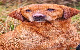 Labrador Retriever dogs for sale: Kc reg fox red Labradors  - Advert 13