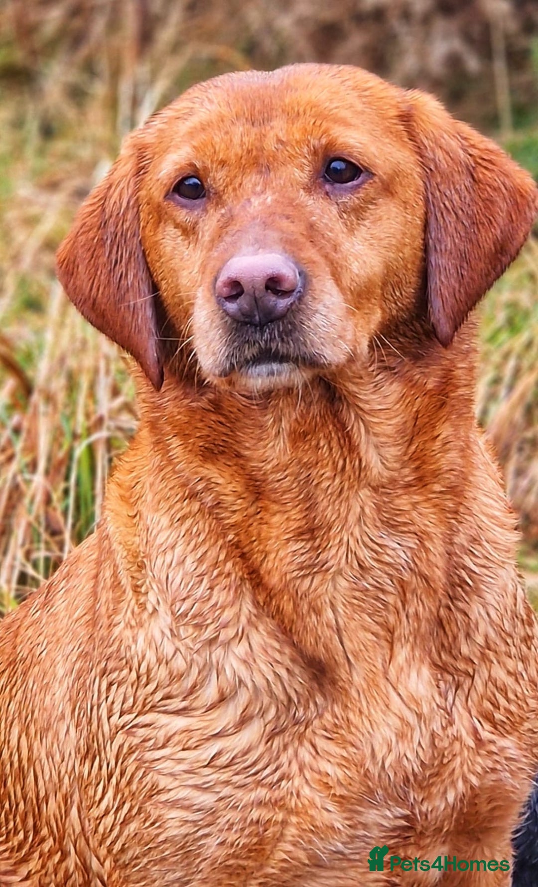 Labrador Retriever dogs for sale: Kc reg fox red Labradors  - Advert 13