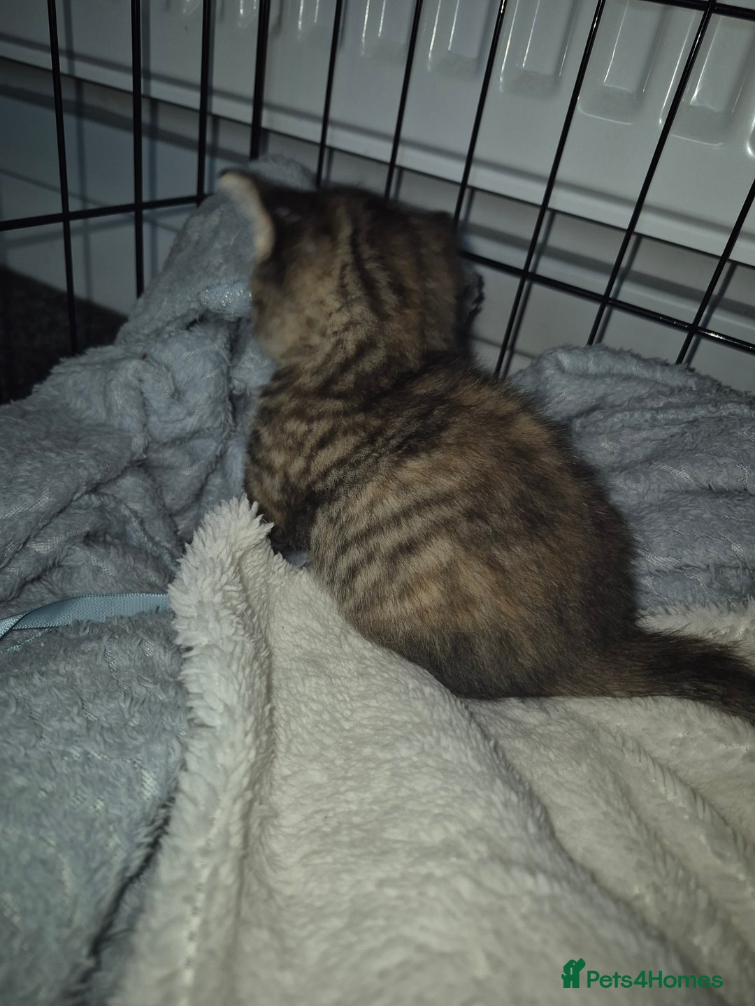 Mixed Breed cats for sale: Beautiful kittens  - Advert 4