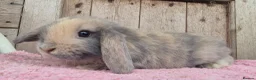 Mini Lop rabbits for sale: Mini lop babys ready now.  - Advert 4