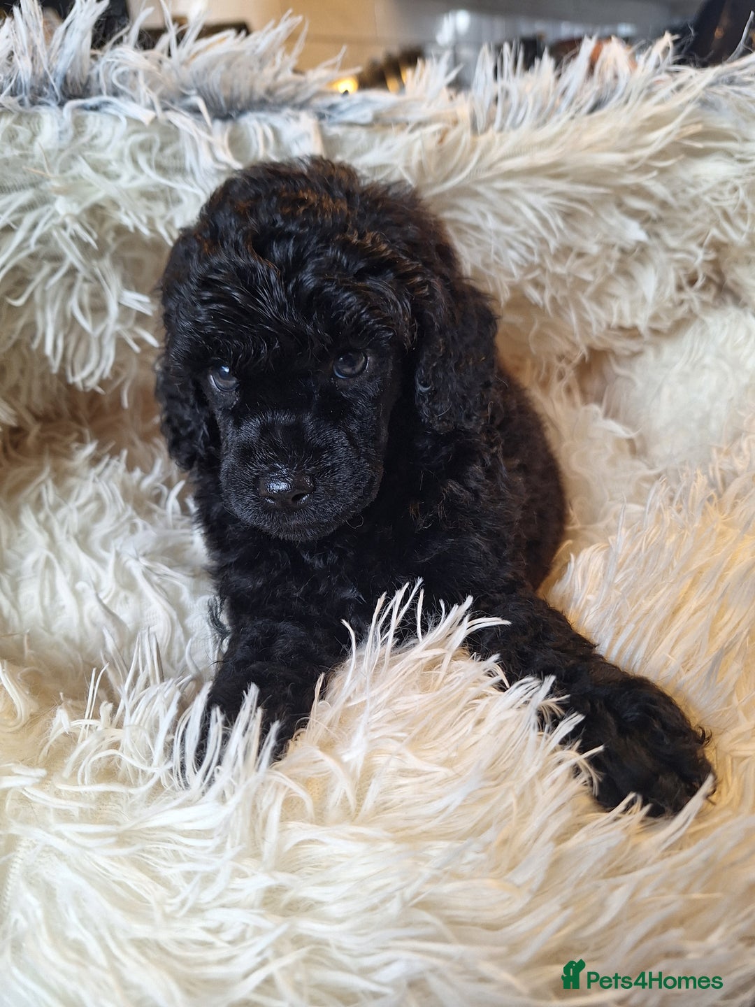 Miniature Poodle dogs for sale: KC REGISTERED MINIATURE POODLES - Image 13