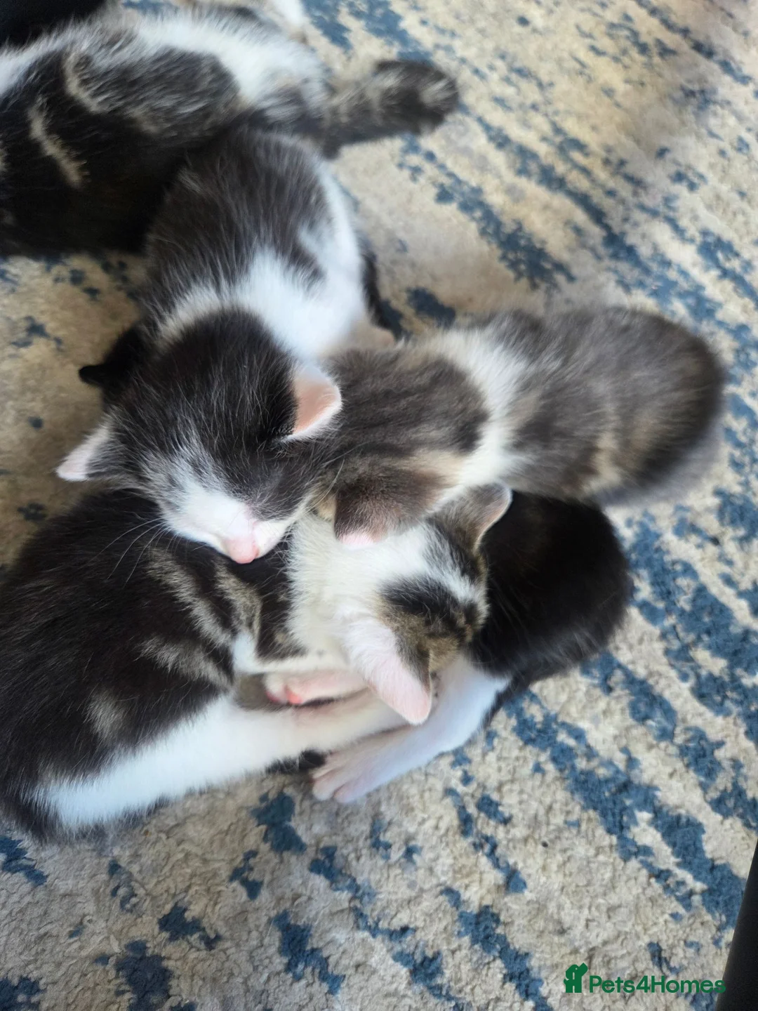 Mixed Breed cats for sale: 2 boys and 2 girls - Advert 13