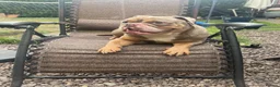 English Bulldog dogs for sale: FOREVER FAMILY NEEDED  - Advert 3