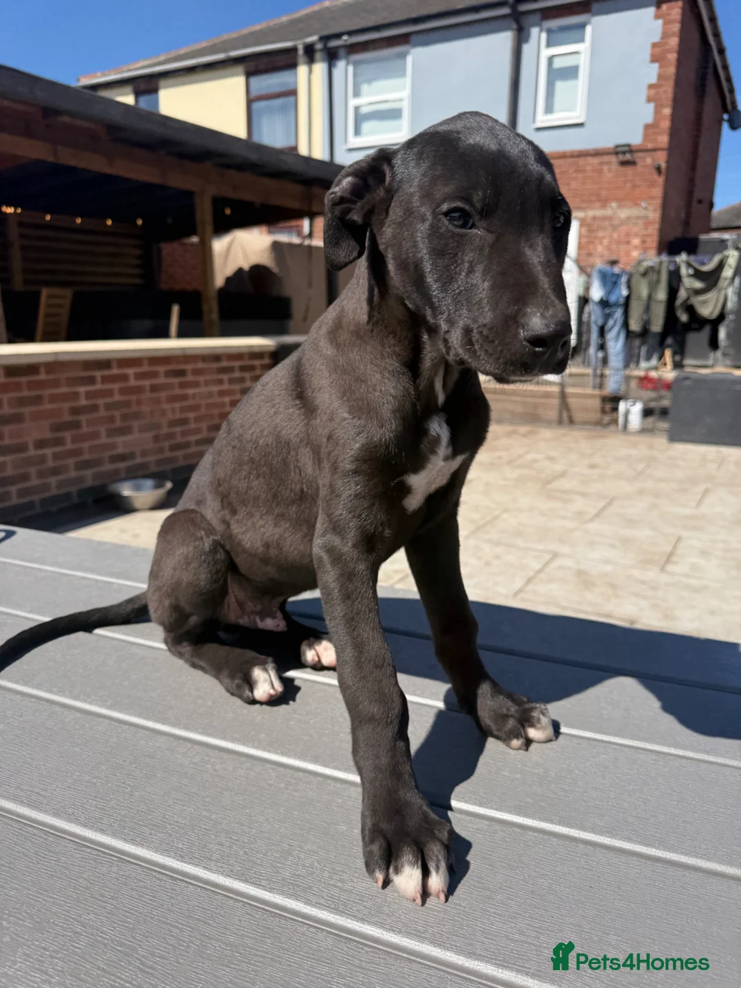 Lurcher dogs for sale: Lurcher pups  in Worksop - Advert 5