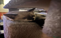 Mixed Breed cats for sale: Ragdoll Cross British Shorthair Kittens - Image 5
