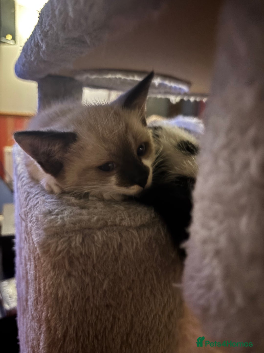 Mixed Breed cats for sale: Ragdoll Cross British Shorthair Kittens - Image 5