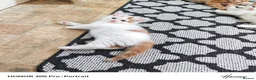 Mixed Breed cats for sale: Beautiful kittens  - Advert 4