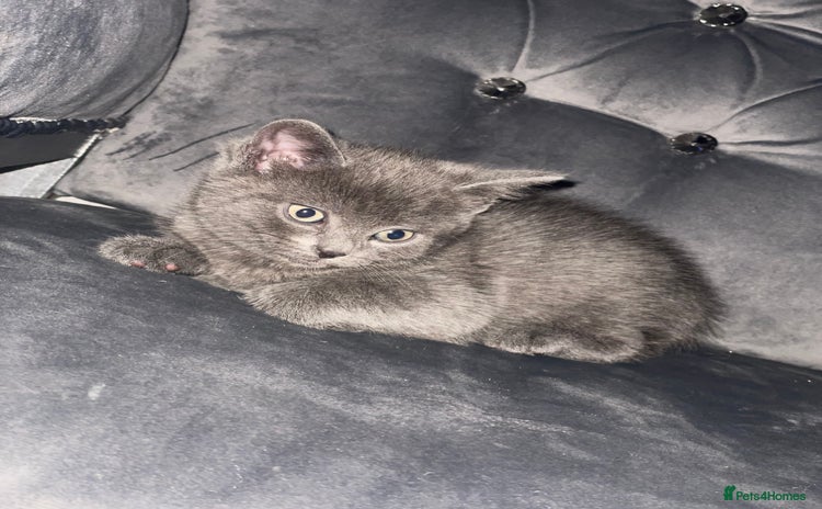 British Shorthair cats - Advert 1