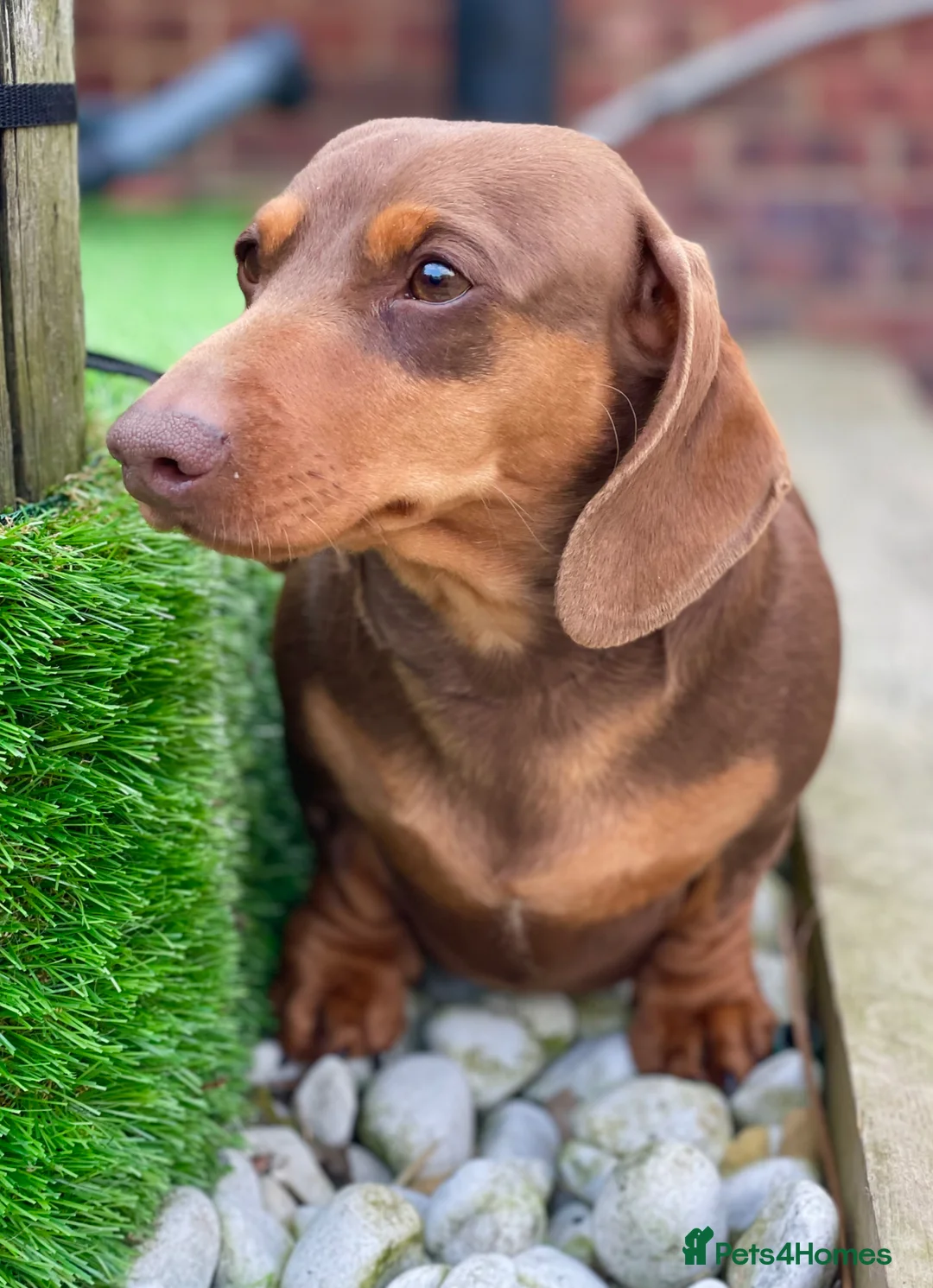Miniature Dachshund dogs for stud: Award winning breeder-KC Choc & Tan Smoothcoat - Advert 1