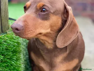 Miniature Dachshund dogs Award winning breeder-KC Choc & Tan Smoothcoat - Advert 1