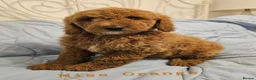 Mini Goldendoodle dogs for sale: Miniature Goldendoodle F1bb Ready Now  - Advert 4