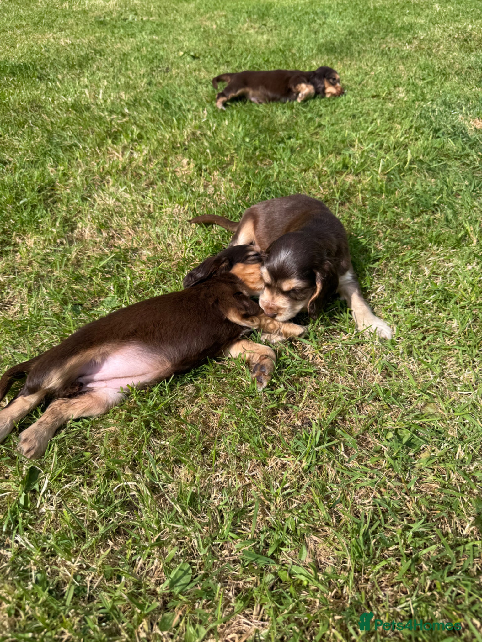 Cocker Spaniel dogs for sale: DNA tested clear Show type Cocker Spaniels in Ystrad Meurig - Advert 7
