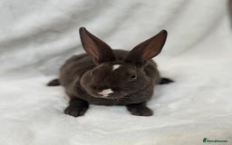 Rex rabbits for sale: Chocolate VM Mini Rex Buck🍫 - Image 3