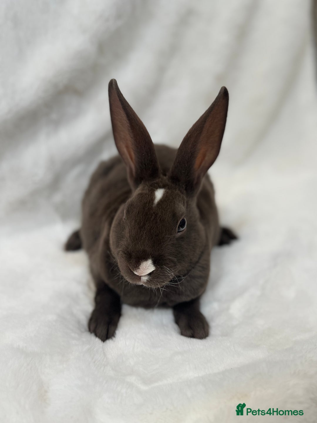 Rex rabbits for sale: Chocolate VM Mini Rex Buck🍫 - Image 3