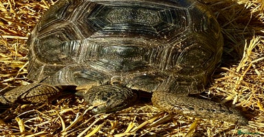 Tortoise reptiles in Sutton - Advert 12