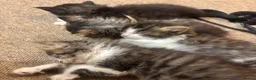 Mixed Breed cats for sale: 4 Long Hair Kittens  - Advert 8