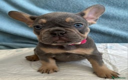 French Bulldog dogs for stud: 5 PANEL HEALTH CLEAR CHARLIE VERY WELL PROVEN! - Image 30