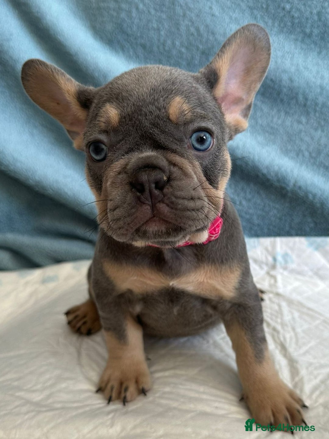 French Bulldog dogs for stud: 5 PANEL HEALTH CLEAR CHARLIE VERY WELL PROVEN! - Image 30