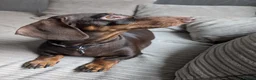 Dachshund dogs for sale: Beautiful litter of Dachshunds in Saint Helens - Advert 4