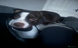 Mixed Breed dogs for sale: StaffyXAmerican bulldog puppies  - Image 4