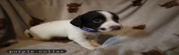English Springer Spaniel dogs for sale: 3/8 left- English Springer Spaniel Pup - Advert 13