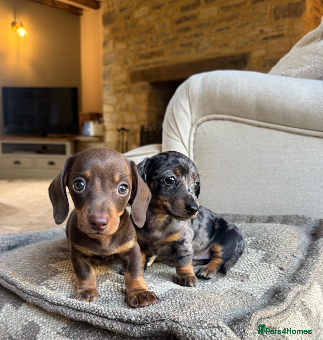 Miniature Dachshund dogs for sale: KC champ lines miniature smooth dachshund puppies - Image 9