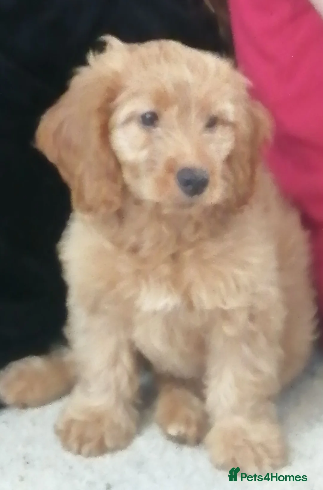 Cockapoo dogs for sale: female cockerpoo pup  - Advert 3