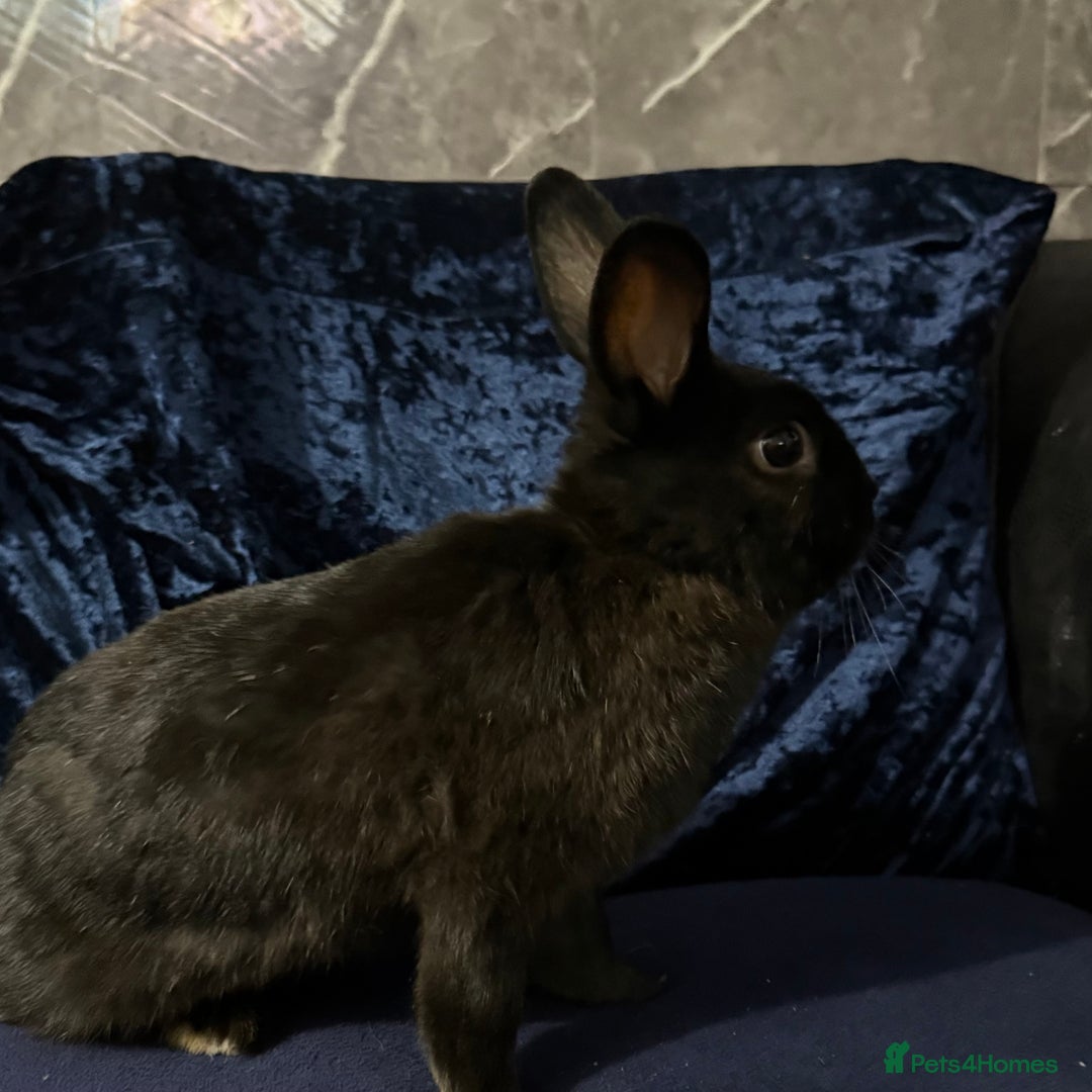 Mini Lop rabbits for sale: 3 rabbits  - Image 1